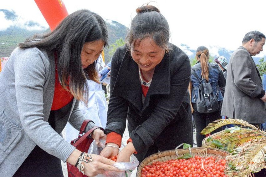 櫻桃紅了，老百姓笑了