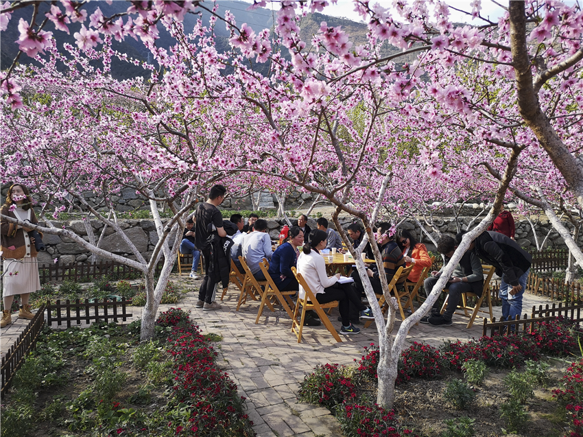 桃花盛開(kāi)生.png 桃花盛開(kāi)生.png