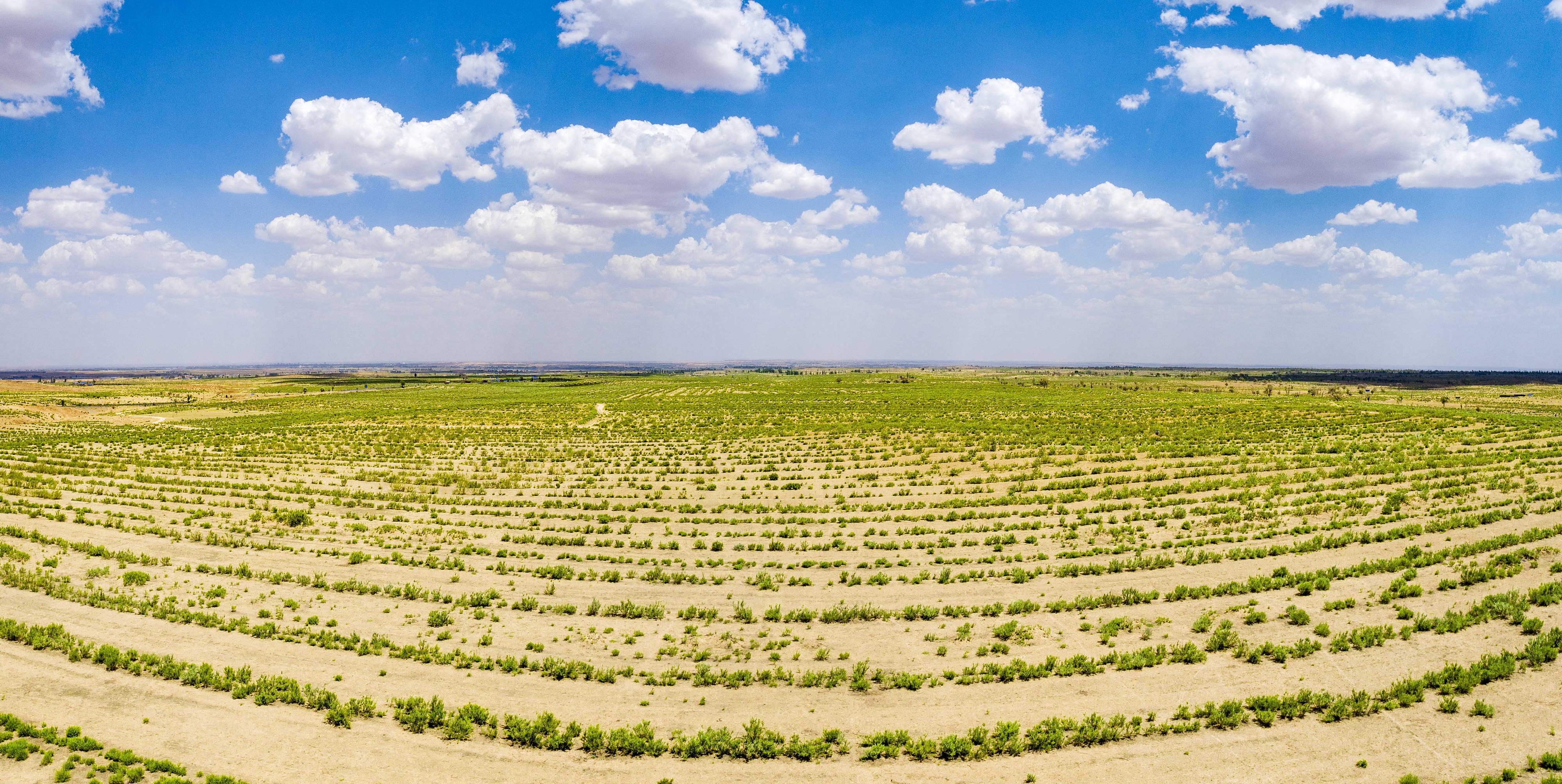 2023年6月7日，內(nèi)蒙古鄂爾多斯，毛烏素沙漠。
