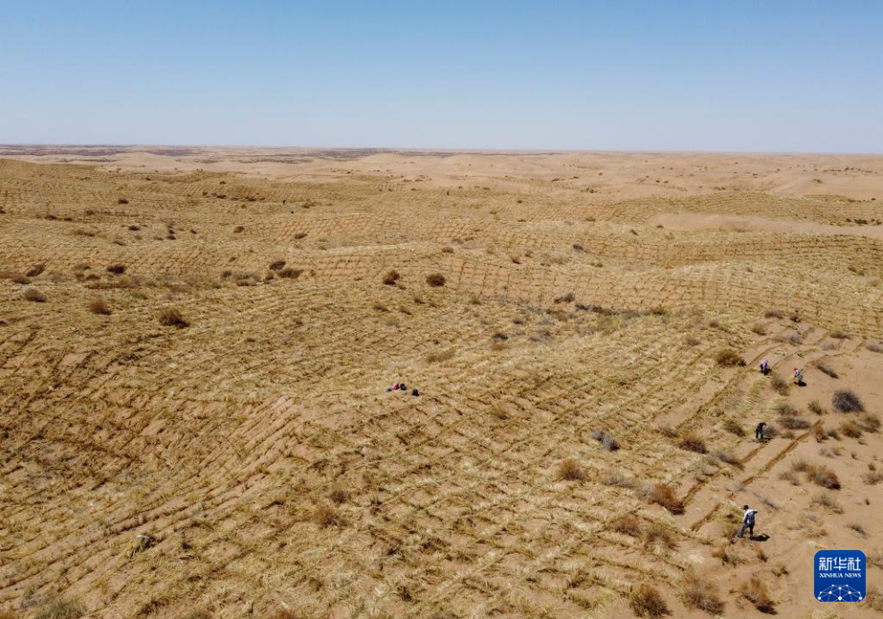 2024年4月10日，群眾在古浪縣八步沙林場(chǎng)麻黃塘沙區(qū)用草方格壓沙。新華社發(fā)（無(wú)人機(jī)照片）