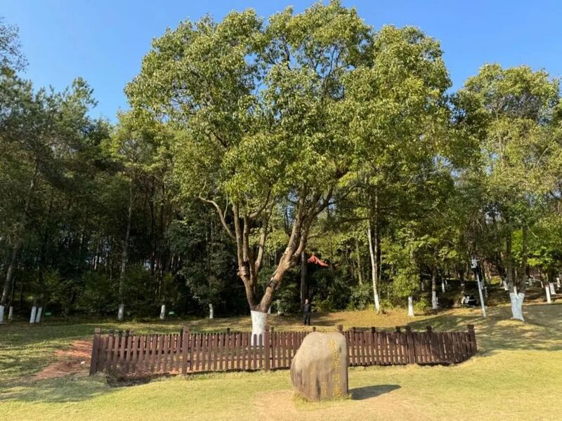 習(xí)近平同志為福建省長(zhǎng)汀縣水土保持科教園捐種的香樟樹(shù)。圖源：學(xué)習(xí)時(shí)報(bào)