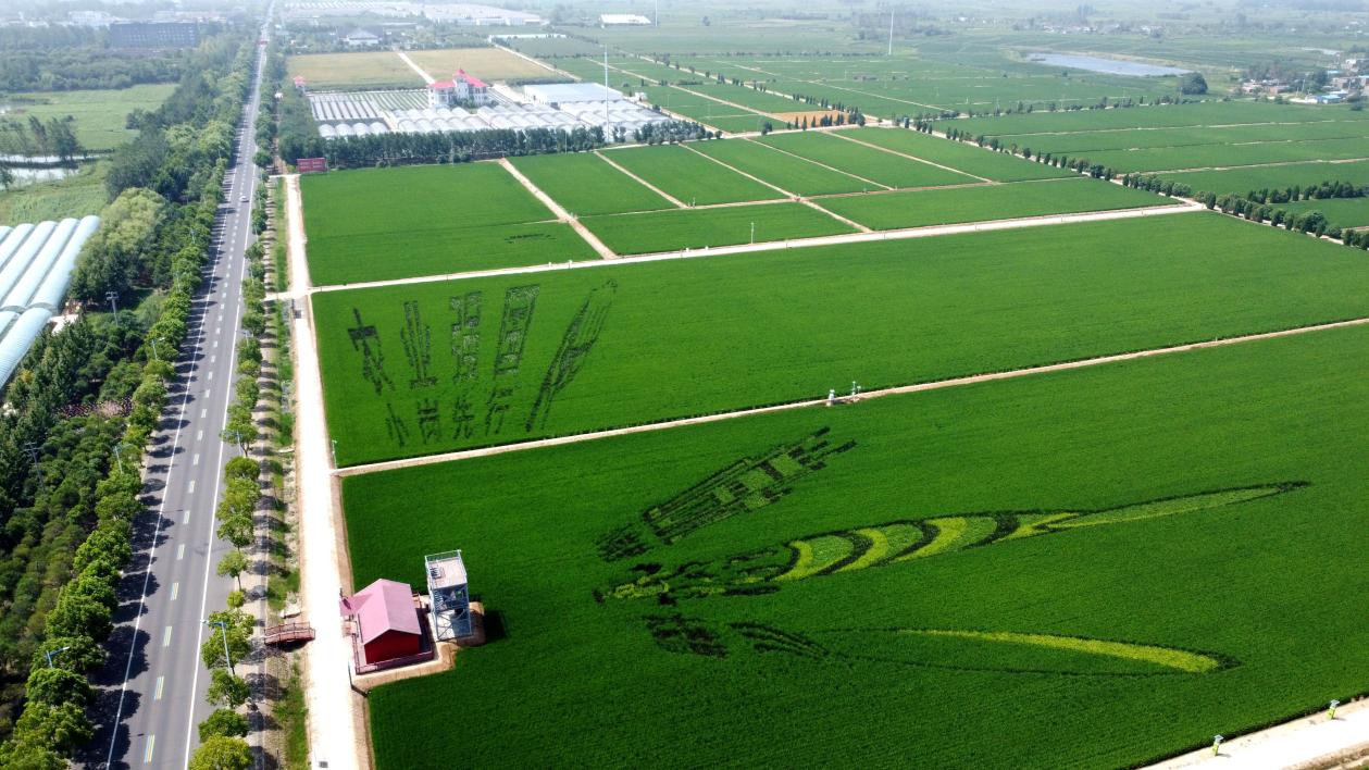 俯瞰小崗村高標準農(nóng)田。鳳陽縣委宣傳部供圖